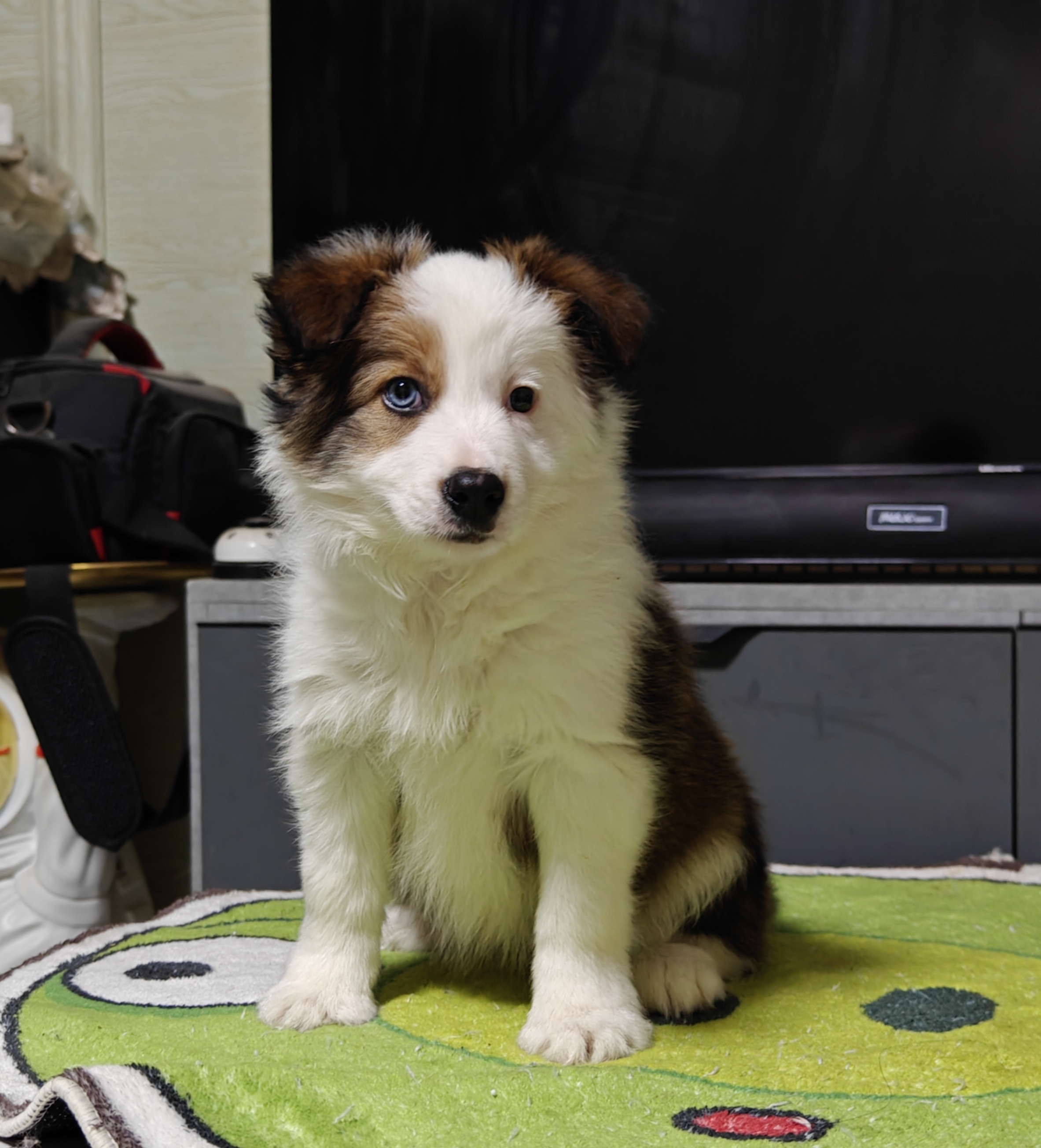 稀有金貂色边牧妹妹